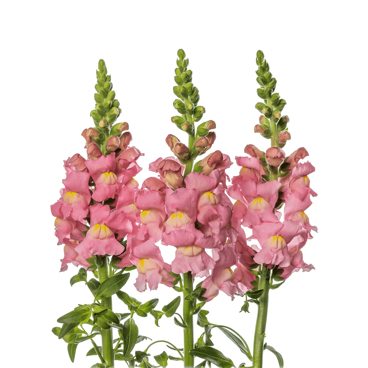 Pink Snapdragon1