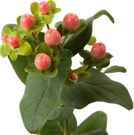 Hypericum Berries – pink1