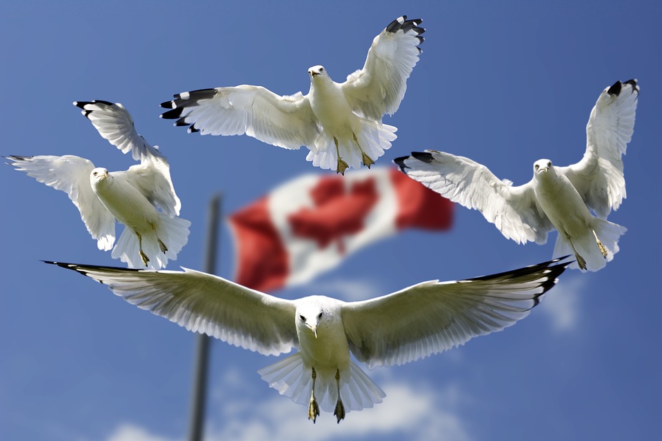 Toronto newcomers moving guide- Get to know Canada's laws before you relocate to Toronto