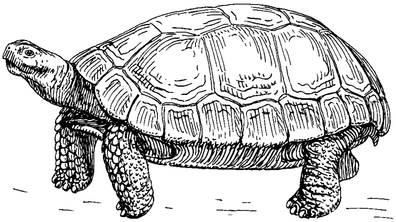 Github Zy7y Tortoise Orm Note Tortoise Orm - Best Vintage Pictures in HD