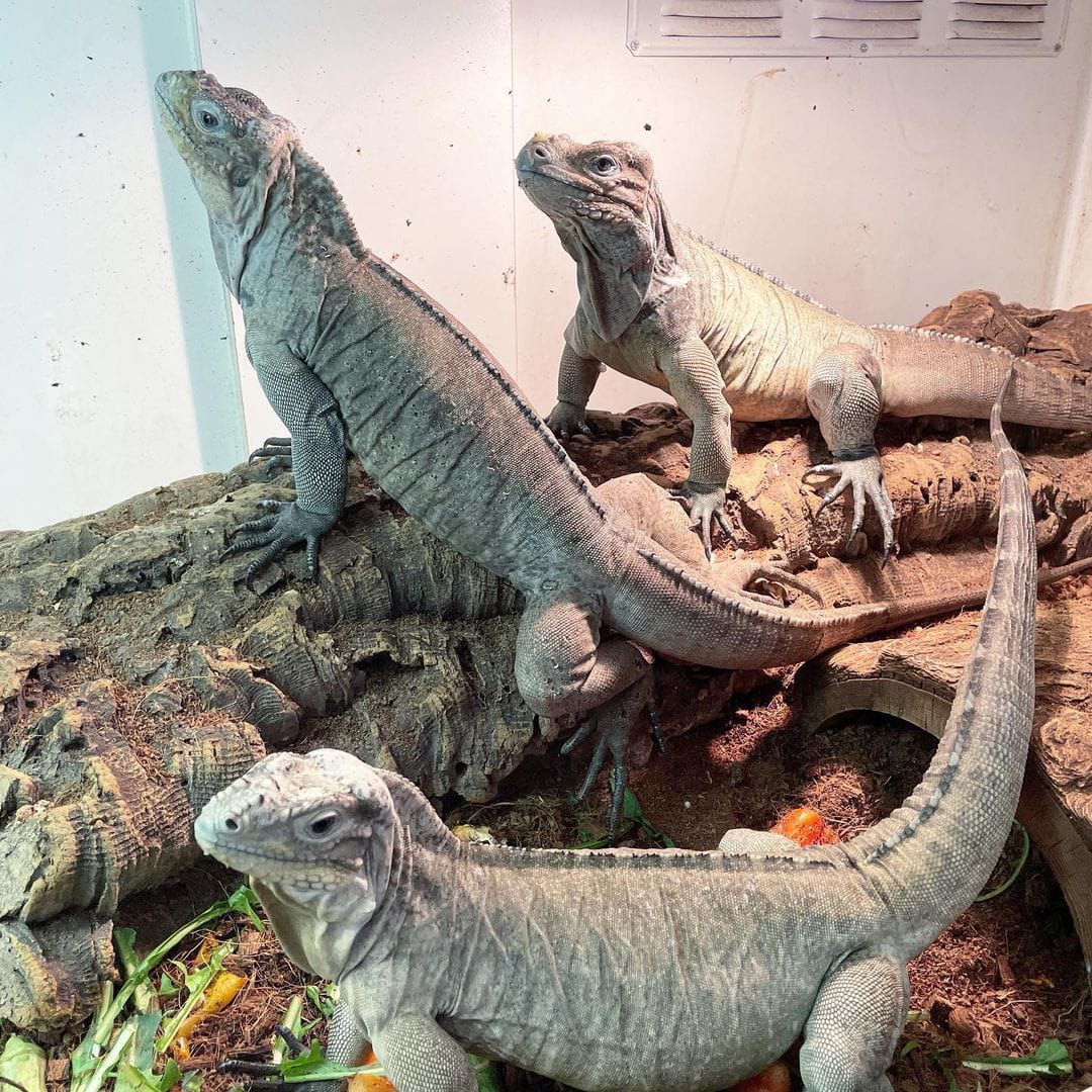 The baby Rhino Iguana for sale are among the most docile and “dog ...