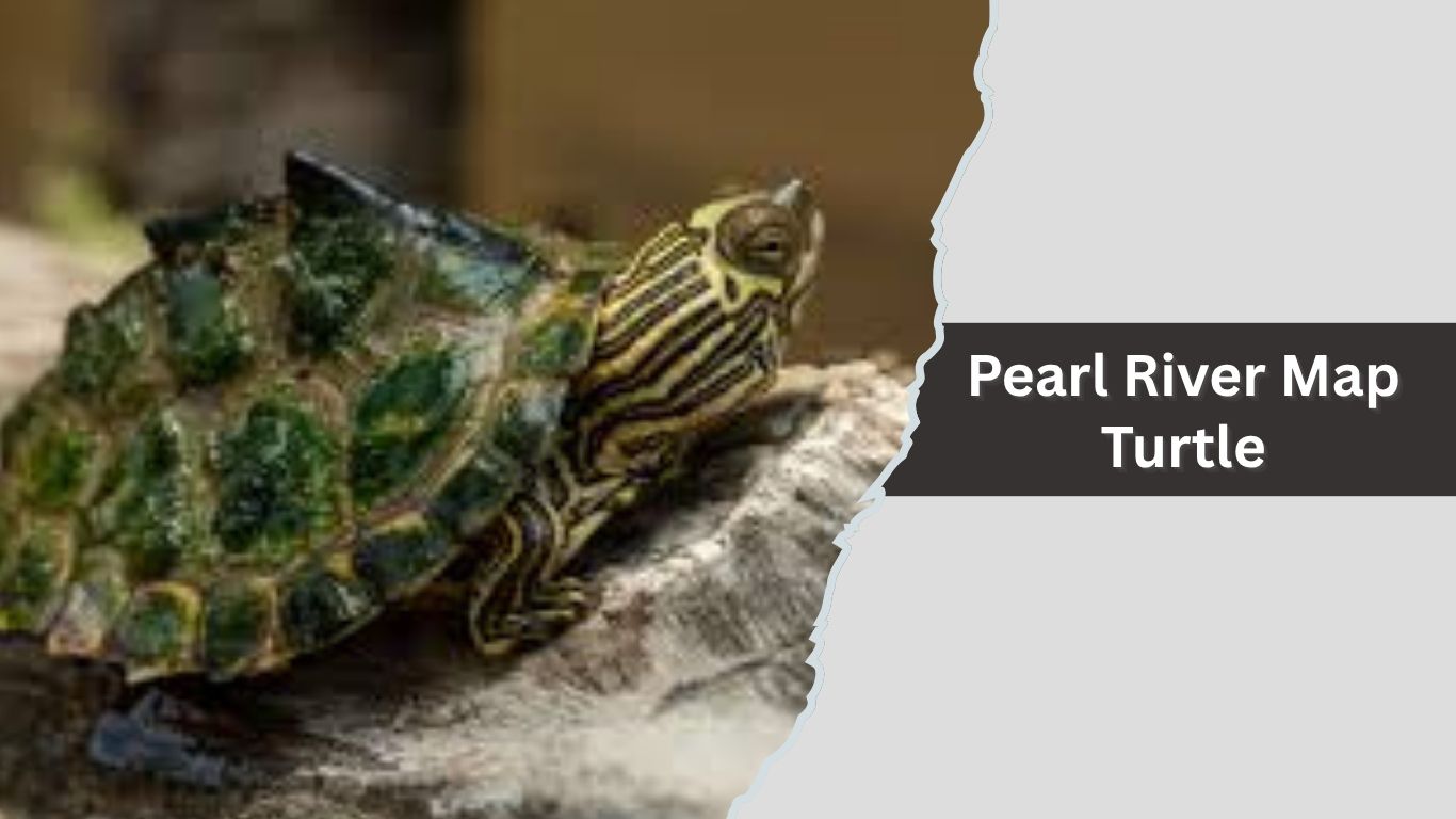 12 Common Map Turtles Species Names And 11 7 