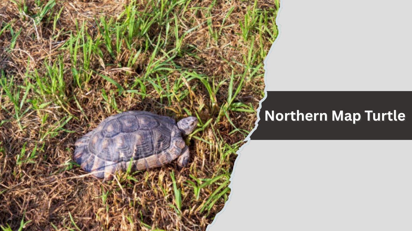 12 Common Map Turtles Species Names And 2 16 