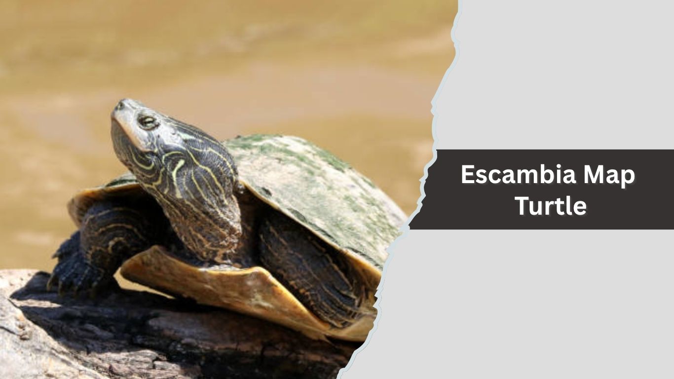 12 Common Map Turtles Species Names And 9 9 