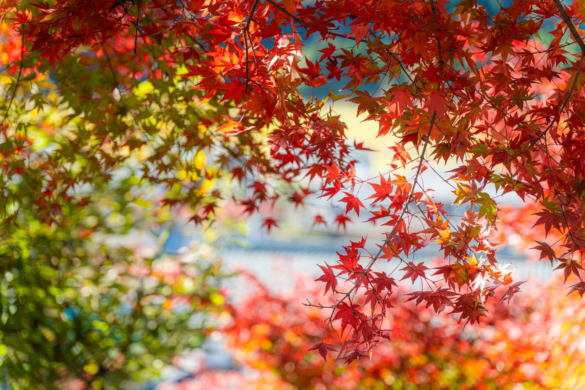 紅色楓葉的近景，襯著後方柔焦的綠葉與屋簷