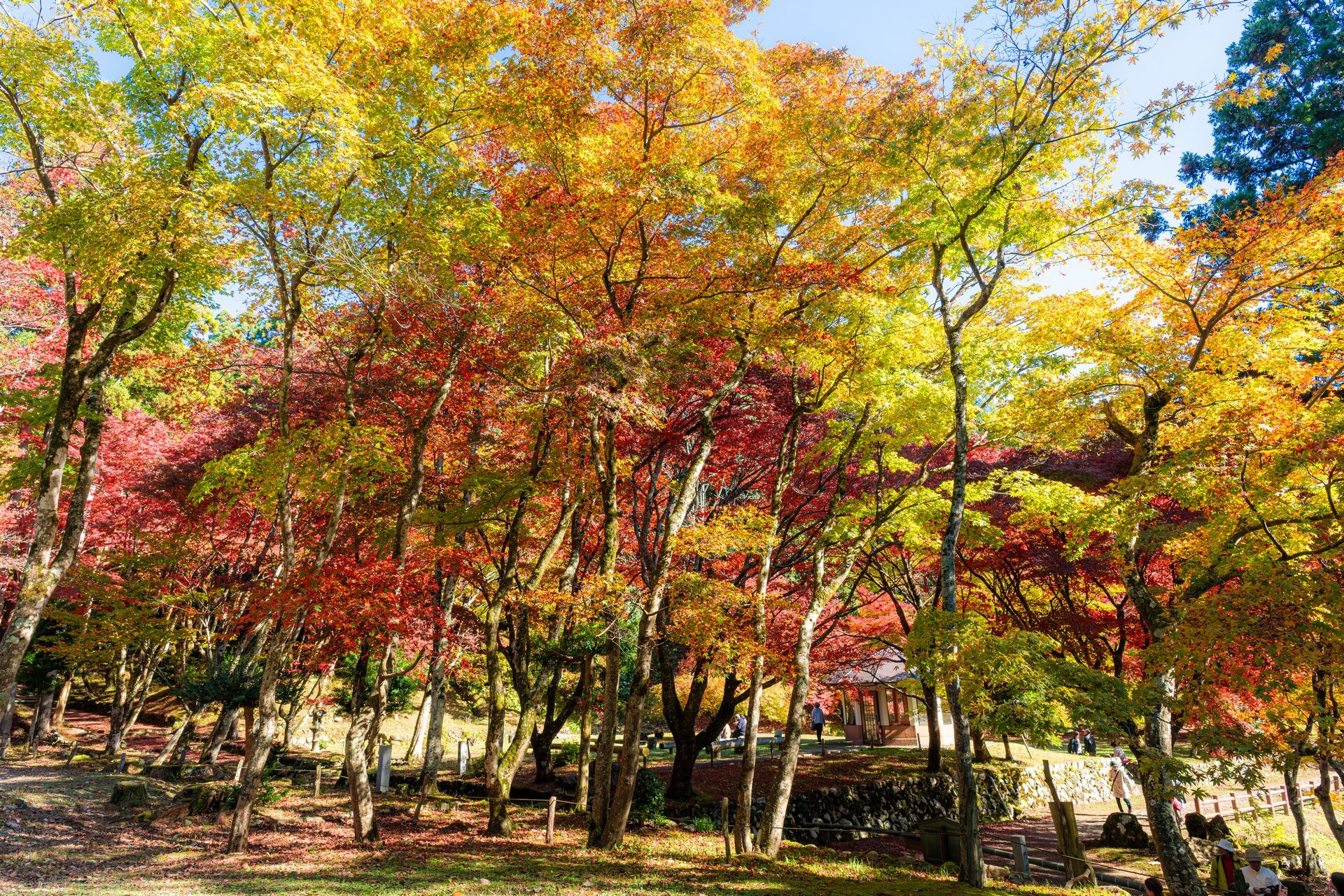 庭園中的楓樹林染上紅黃秋色，陽光灑落林地