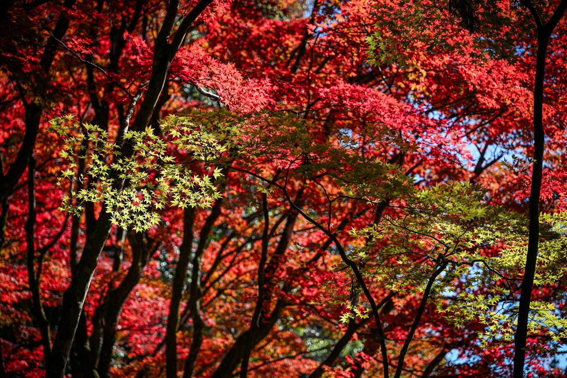 深色枝幹襯托鮮紅楓葉，林間透出零星綠葉