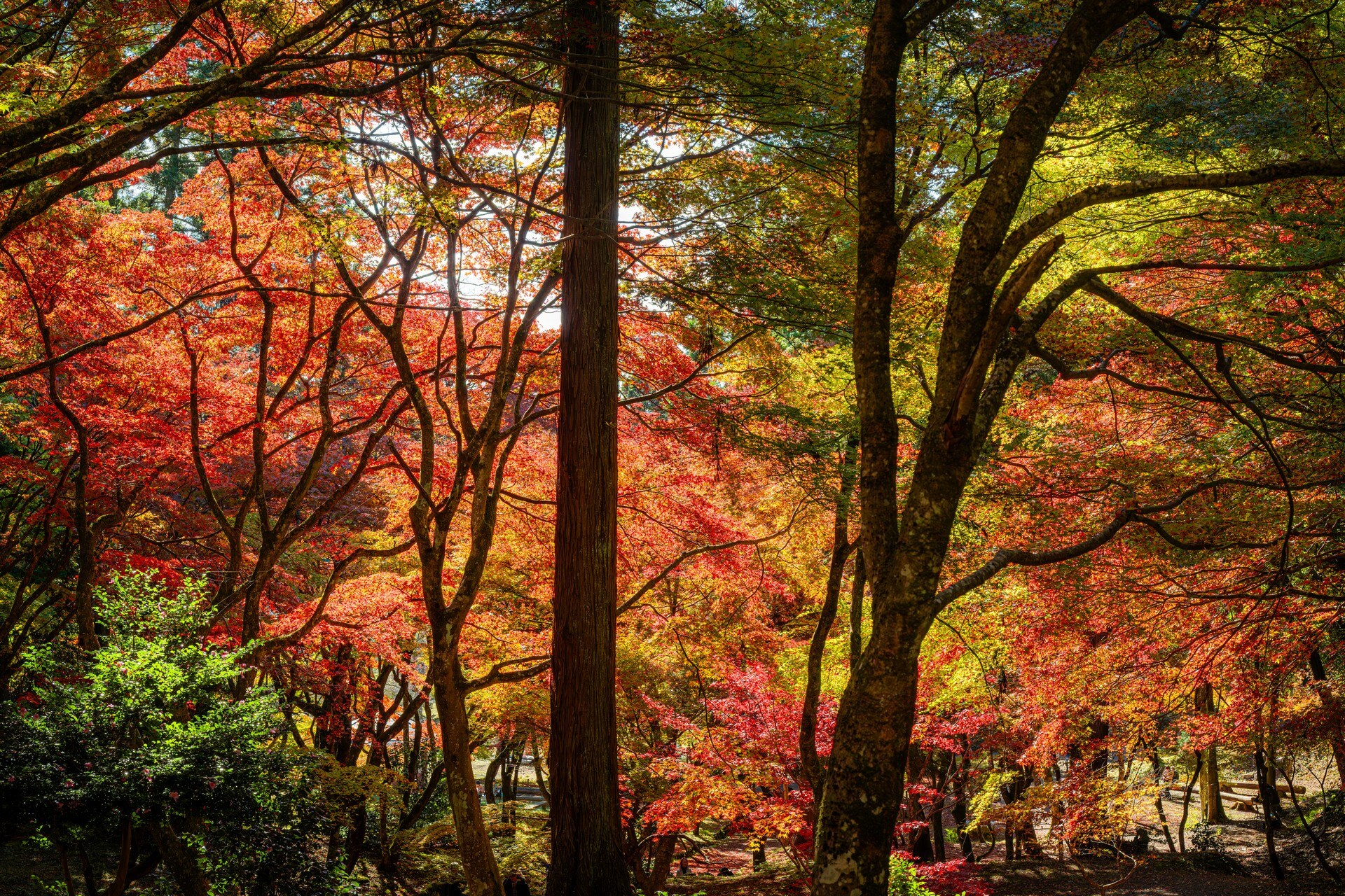 紅橙秋葉層層包圍庭園樹林，前景保留深綠灌木
