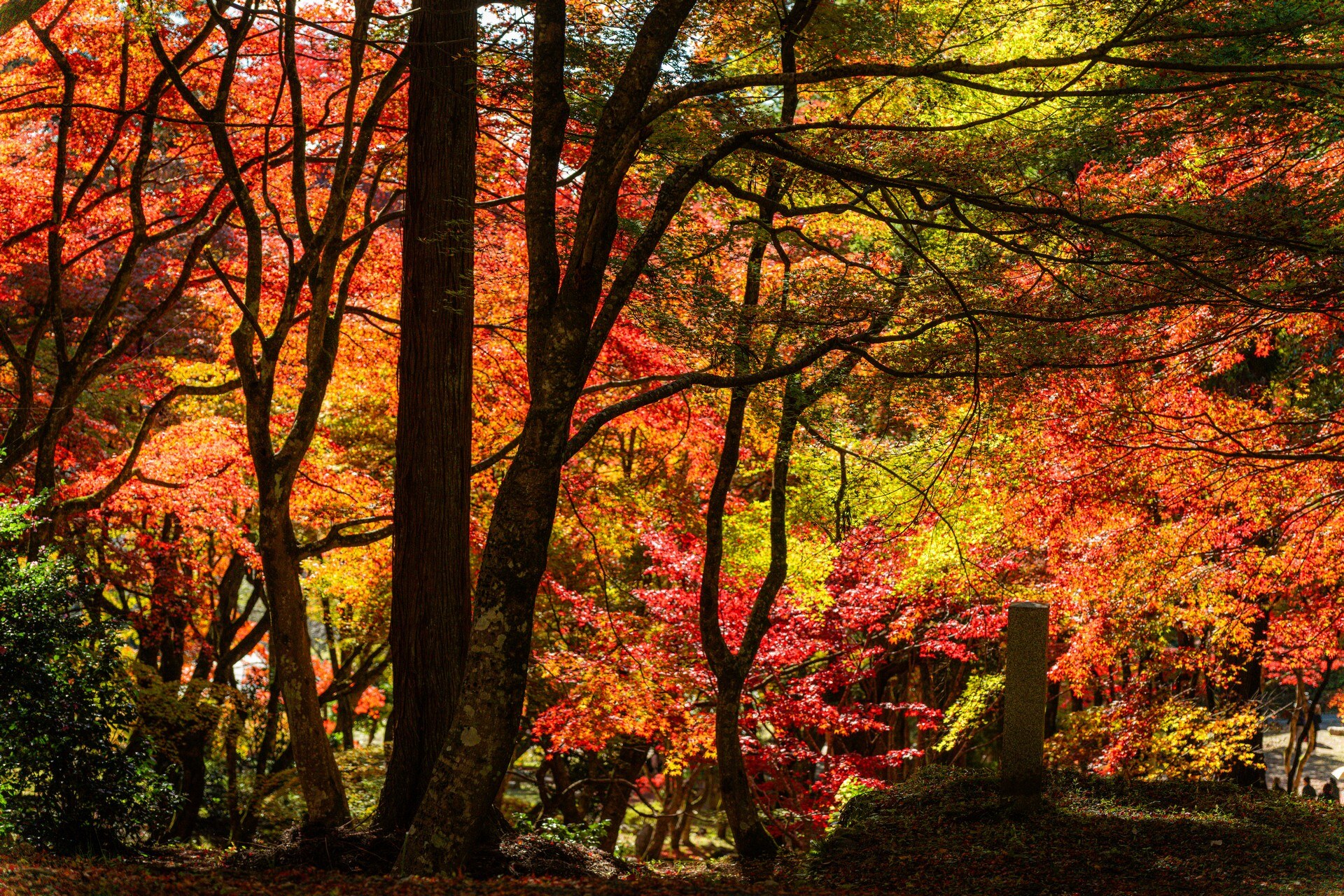 楓樹枝幹伸展在庭園上方，紅葉與黃綠秋葉交織
