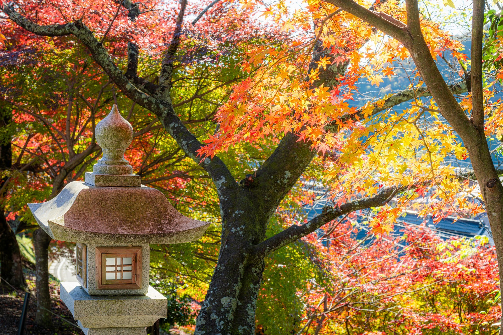 石燈籠立在粗壯楓樹旁，紅黃秋葉覆蓋庭園