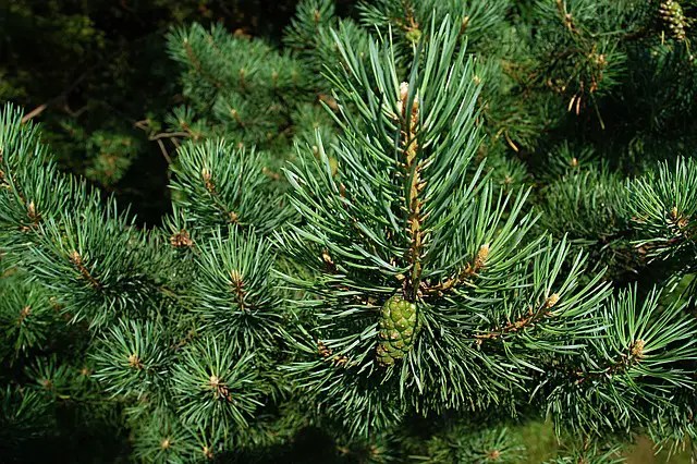 What to plant under pine trees (20 plants that thrive)