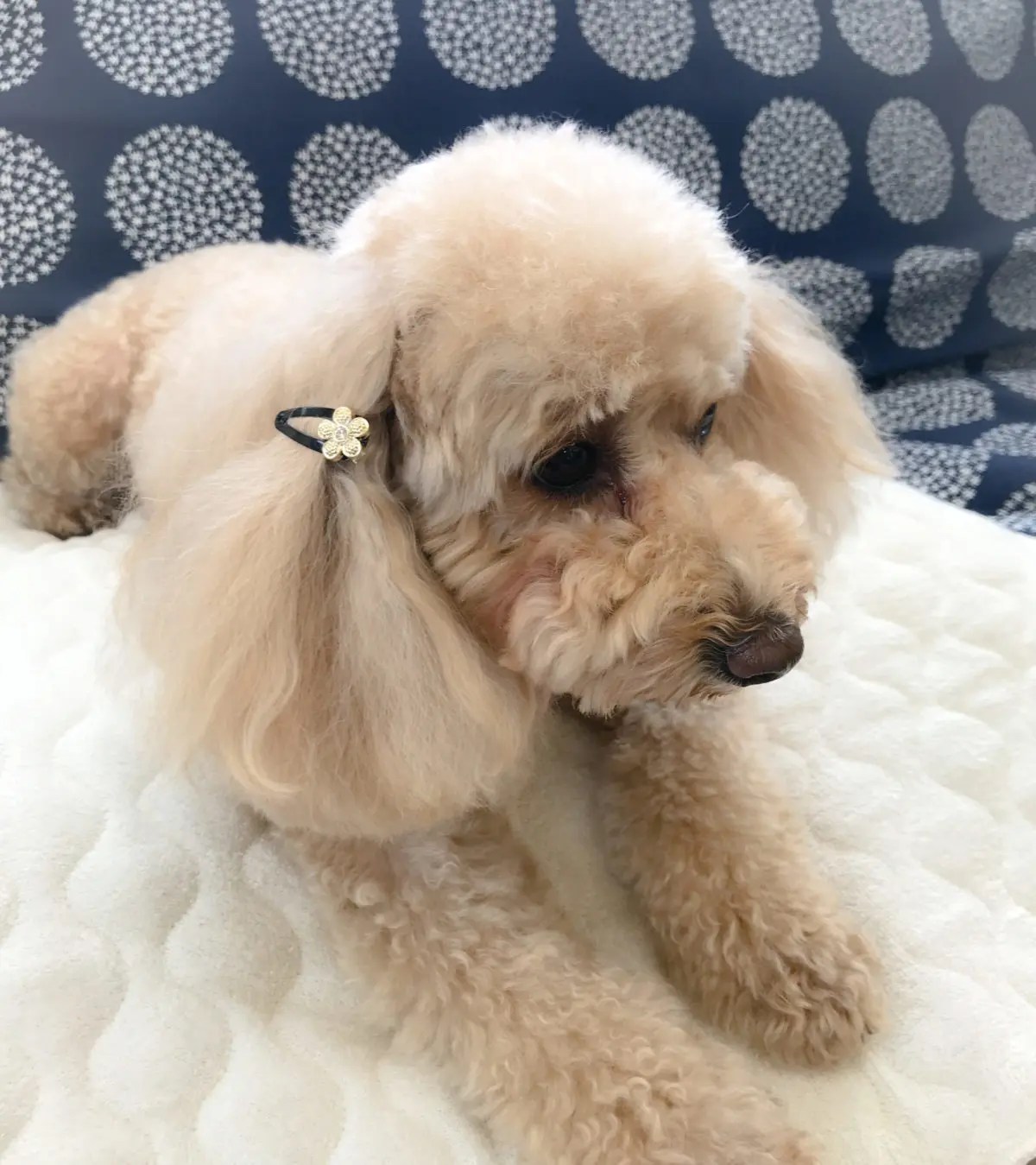 手作りの首輪の作り方 アレンジの方法を紹介してます ハンドメイド もこの部屋 手作りの首輪の作り方 アレンジの方法を紹介してます ハンドメイド もこの部屋