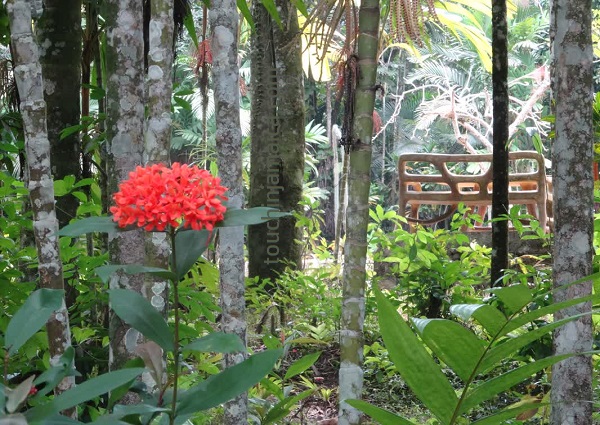 Botanischer Garten auf Jamaika