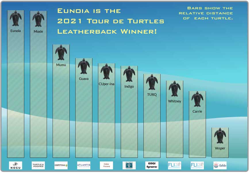 Maybe this is your sign that it&rsquo;s time. Tour De Turtles Saving Sea Turtles Is A Marathon Not A Sprint