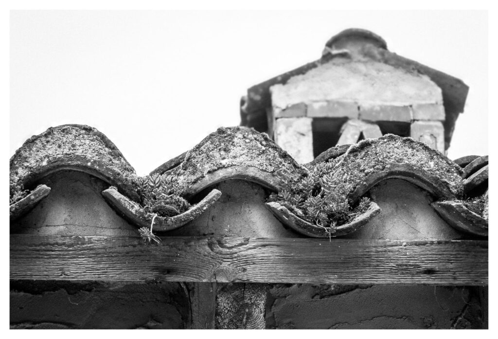 Leben wächst überall