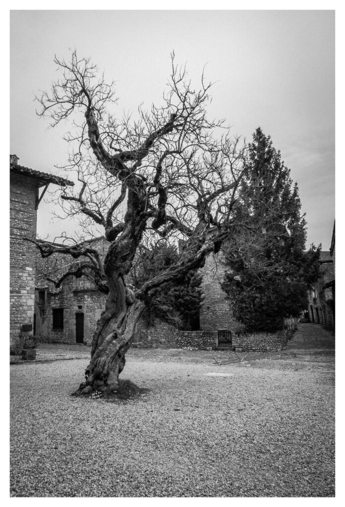 Alter knorriger Baum vor der Mairie