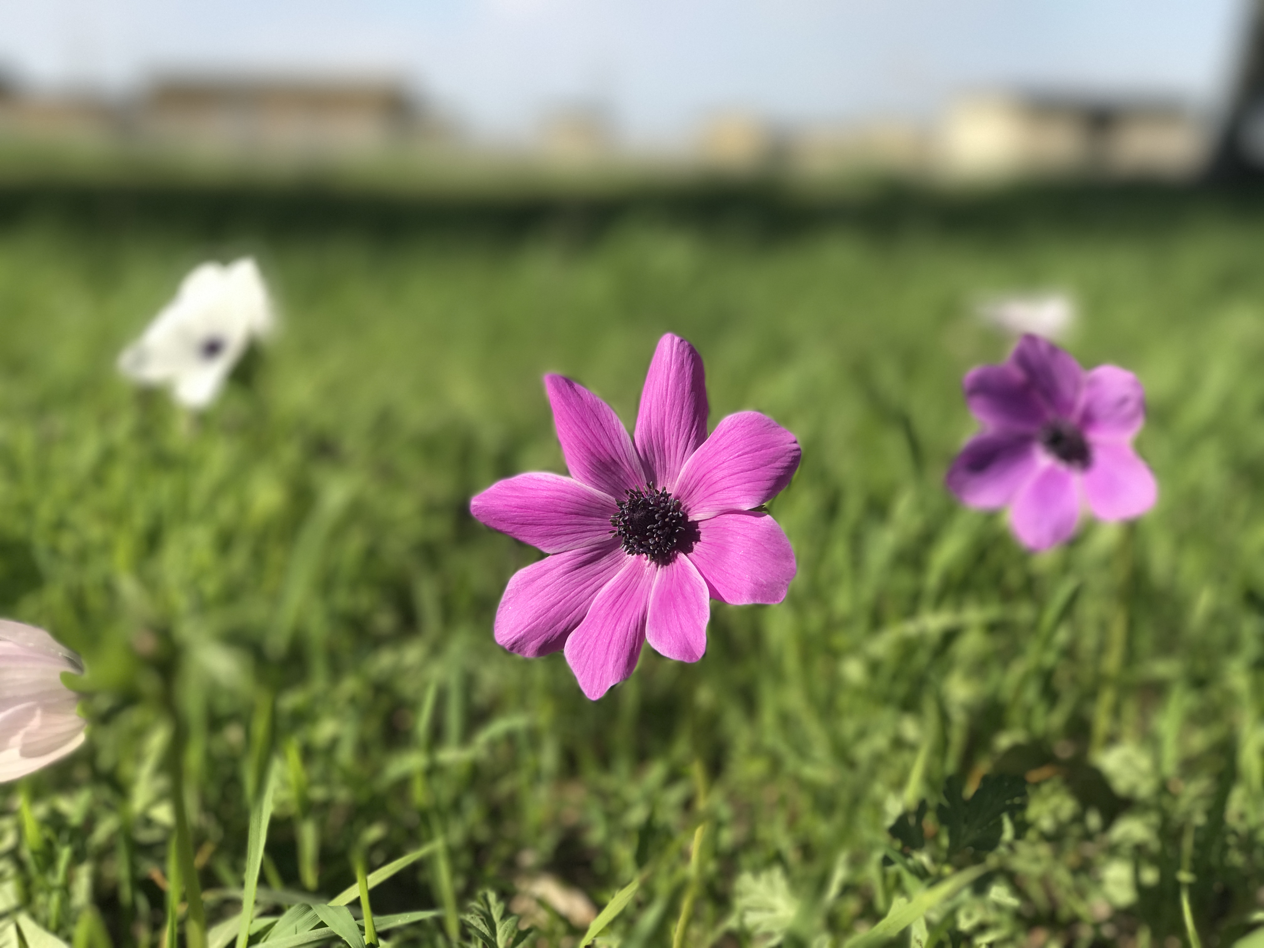 The Land of Wildflowers Touring Israel