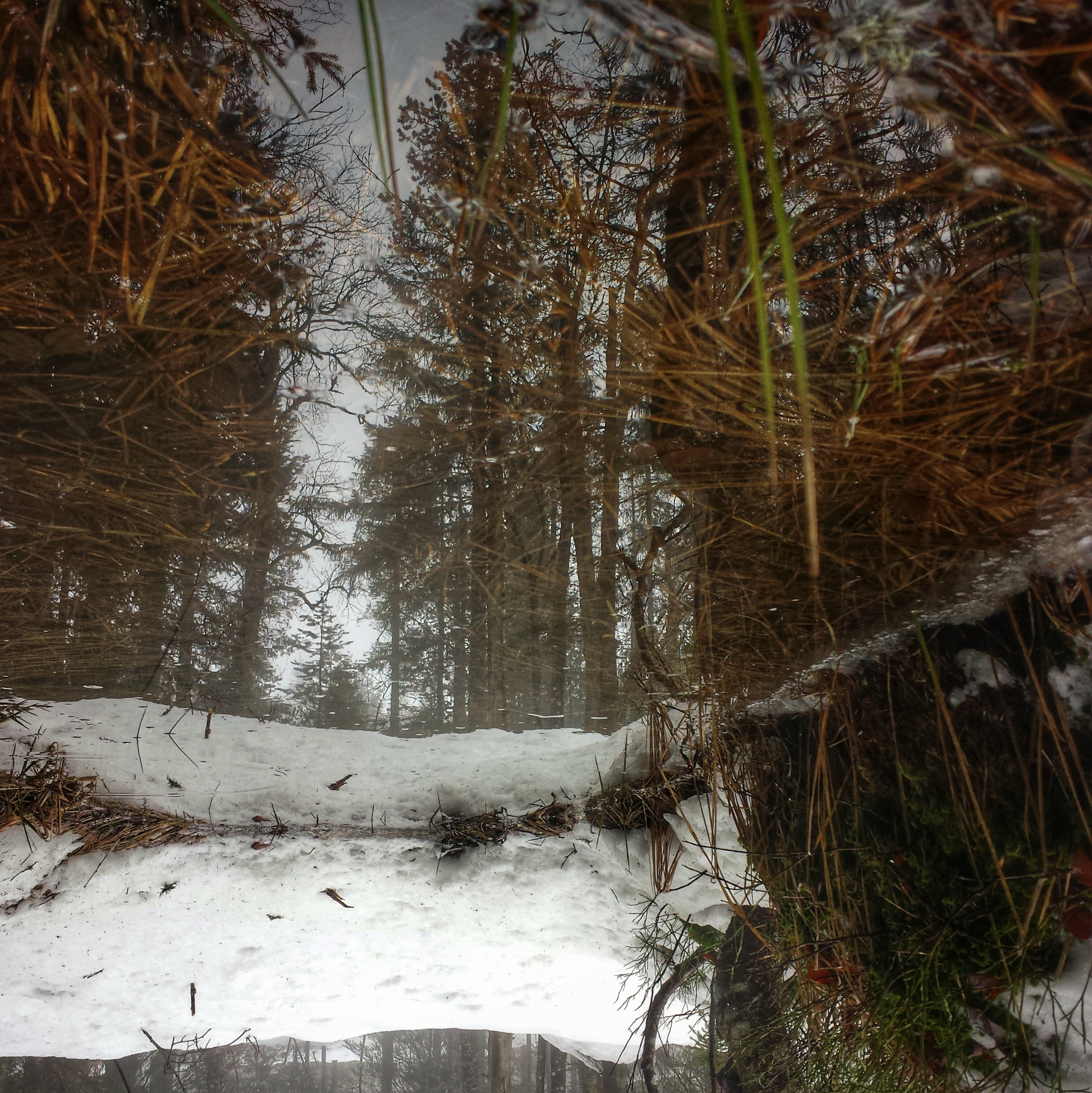 Le long du sentier les baganiers, Bellefontaine