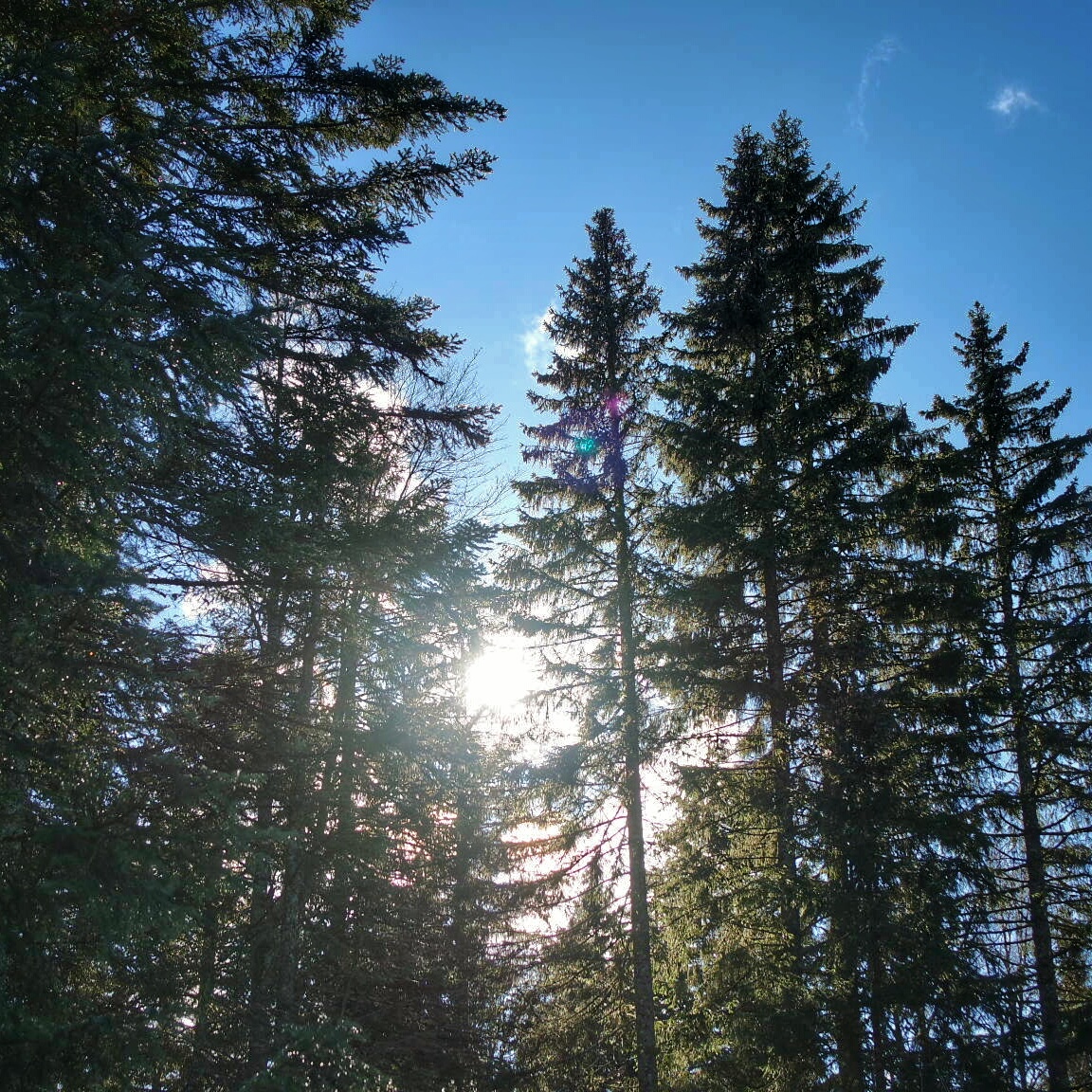 sentier les baganiers sous le soleil , Bellefontaine