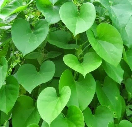 Giloy - tinospora cardifolia