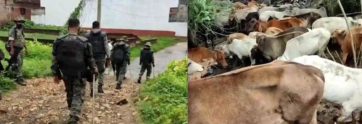 Police Team Raids Bari Nagar House, Rescues 50 Cattle