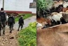 Police Team Raids Bari Nagar House, Rescues 50 Cattle