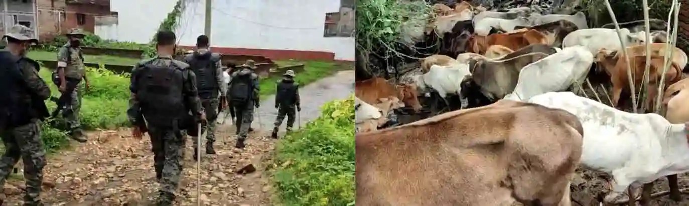 Police raid rescues cattle in Bari Nagar house