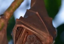 A Case of Nipah Virus Detected in Kozhikode District of Kerala