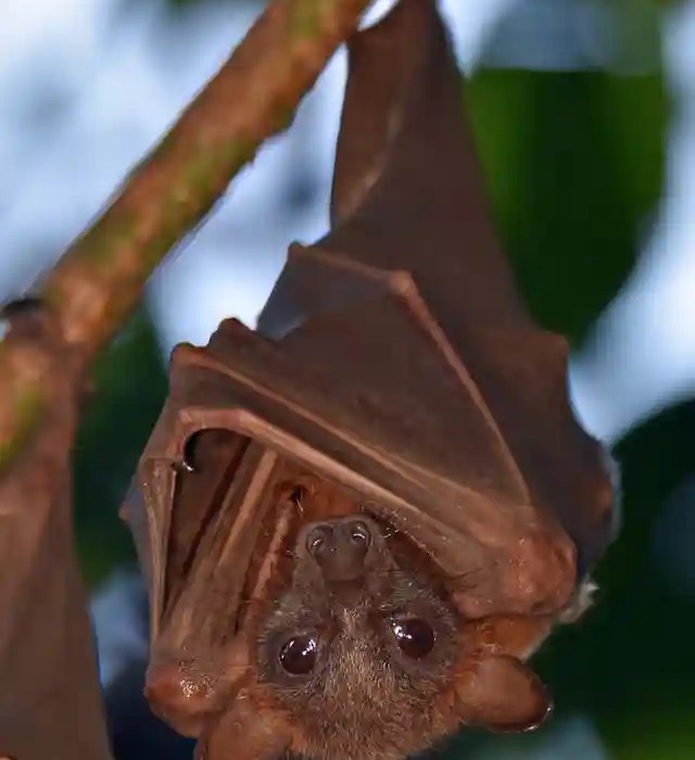 A Case of Nipah Virus Detected in Kozhikode District of Kerala