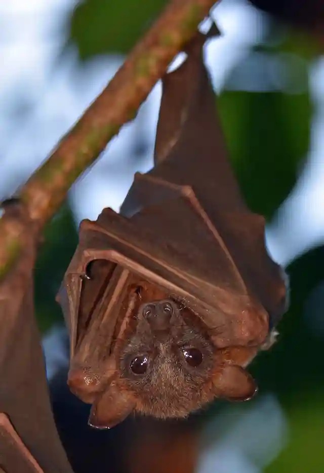 bat