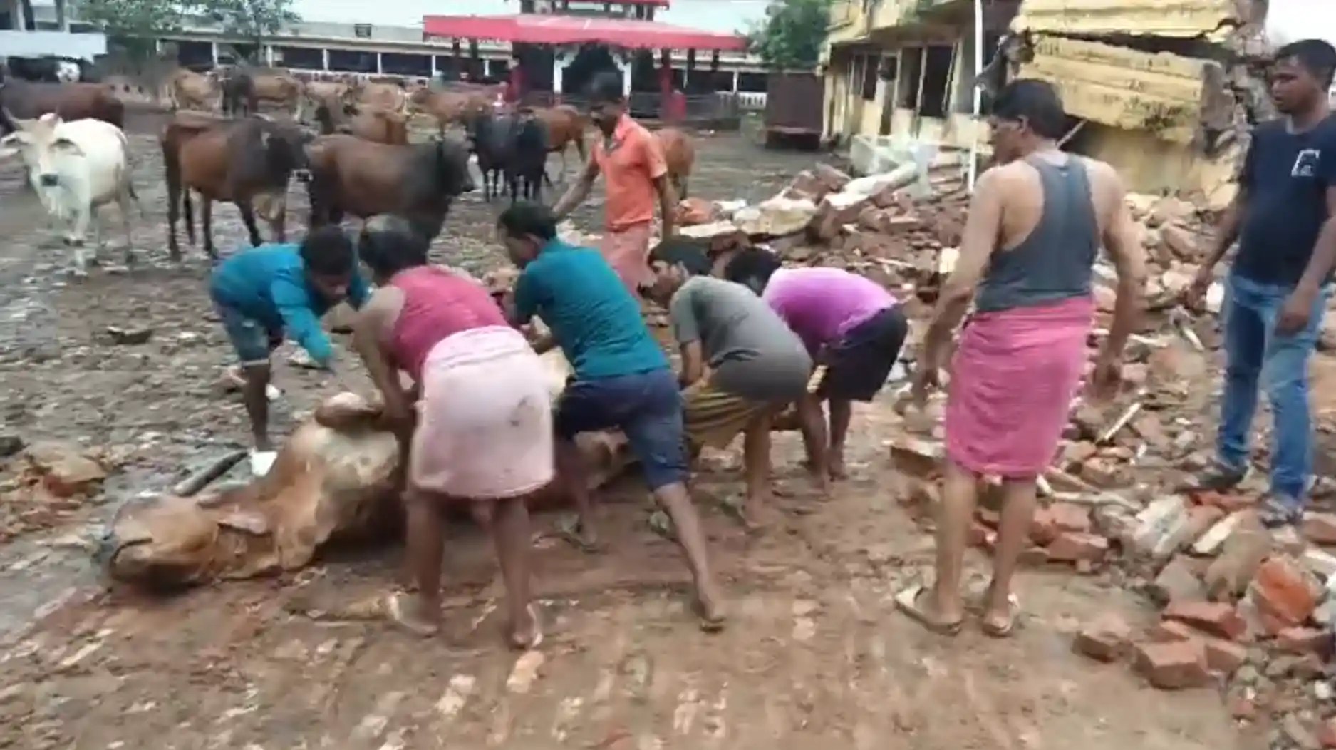 Cows Killed in Shed Collapse at Jugsalai Goshala