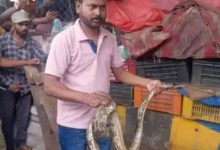 Young Man Strangled to Death by Python in Jamshedpur