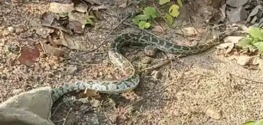 8-Foot Python Rescued Near Nimdih Village in Chakulia Forest Area