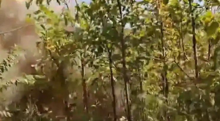 IED Blast Injures Two During Anti-Naxal Op in Saranda