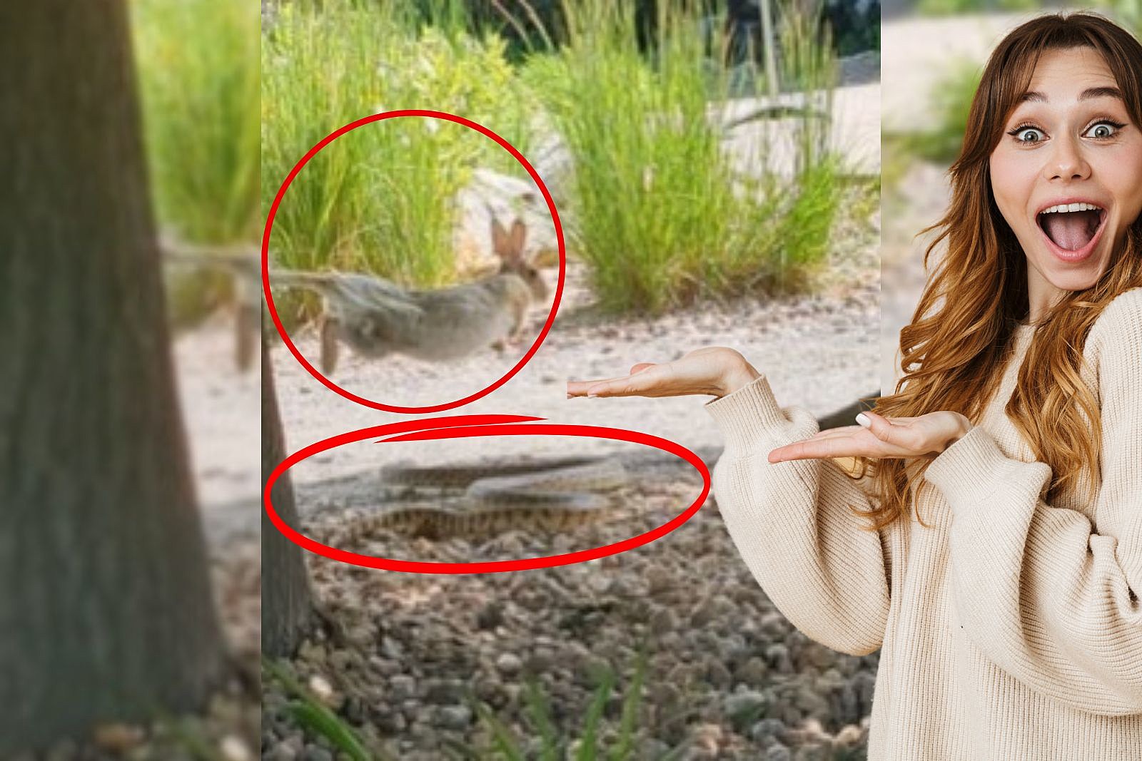 Crazy Rabbit Attacks Youtube - Sunset Picture Collection - Ultra HD Quality