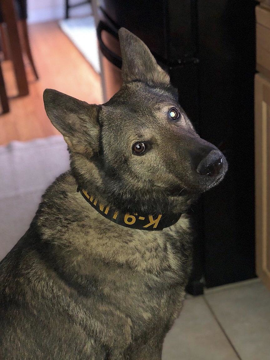 It's hard to imagine a time without google, with the company's products and services so deeply entrench. UPD Announces Retirement Of K9 Rex