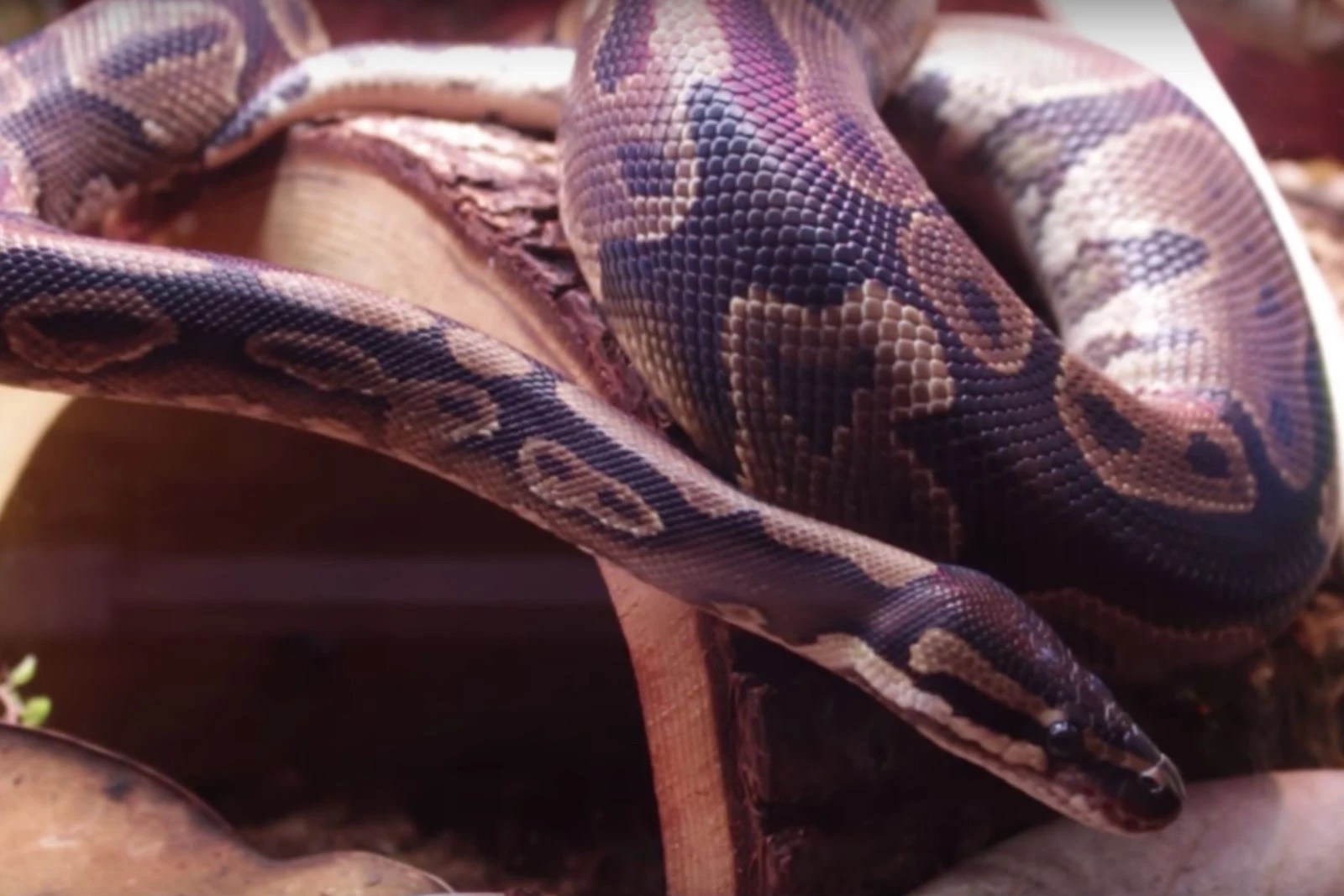 Python On Loose - Incredible City Illustration - Retina