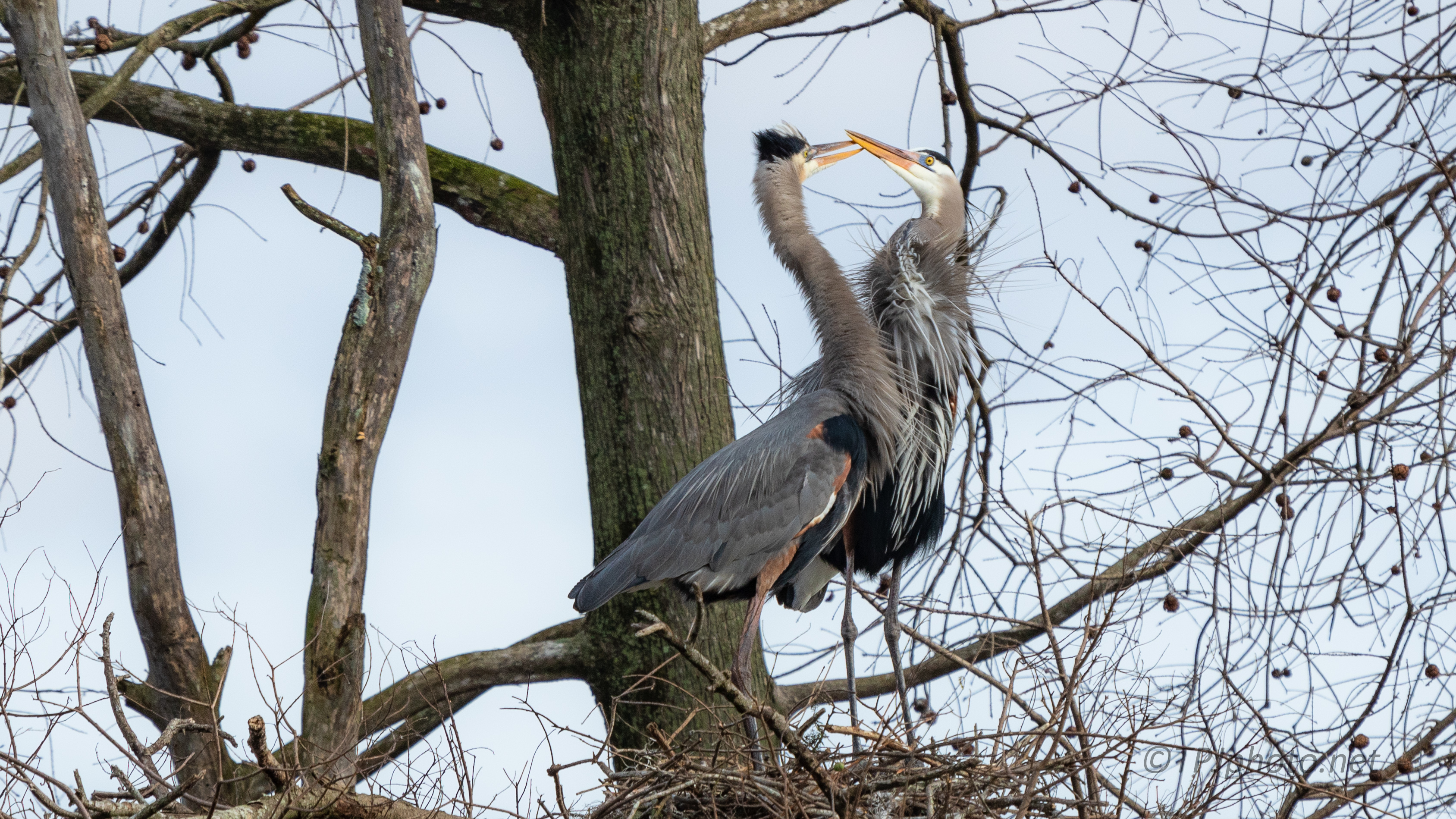 Getting Acquainted, Herons - click to enlarge
