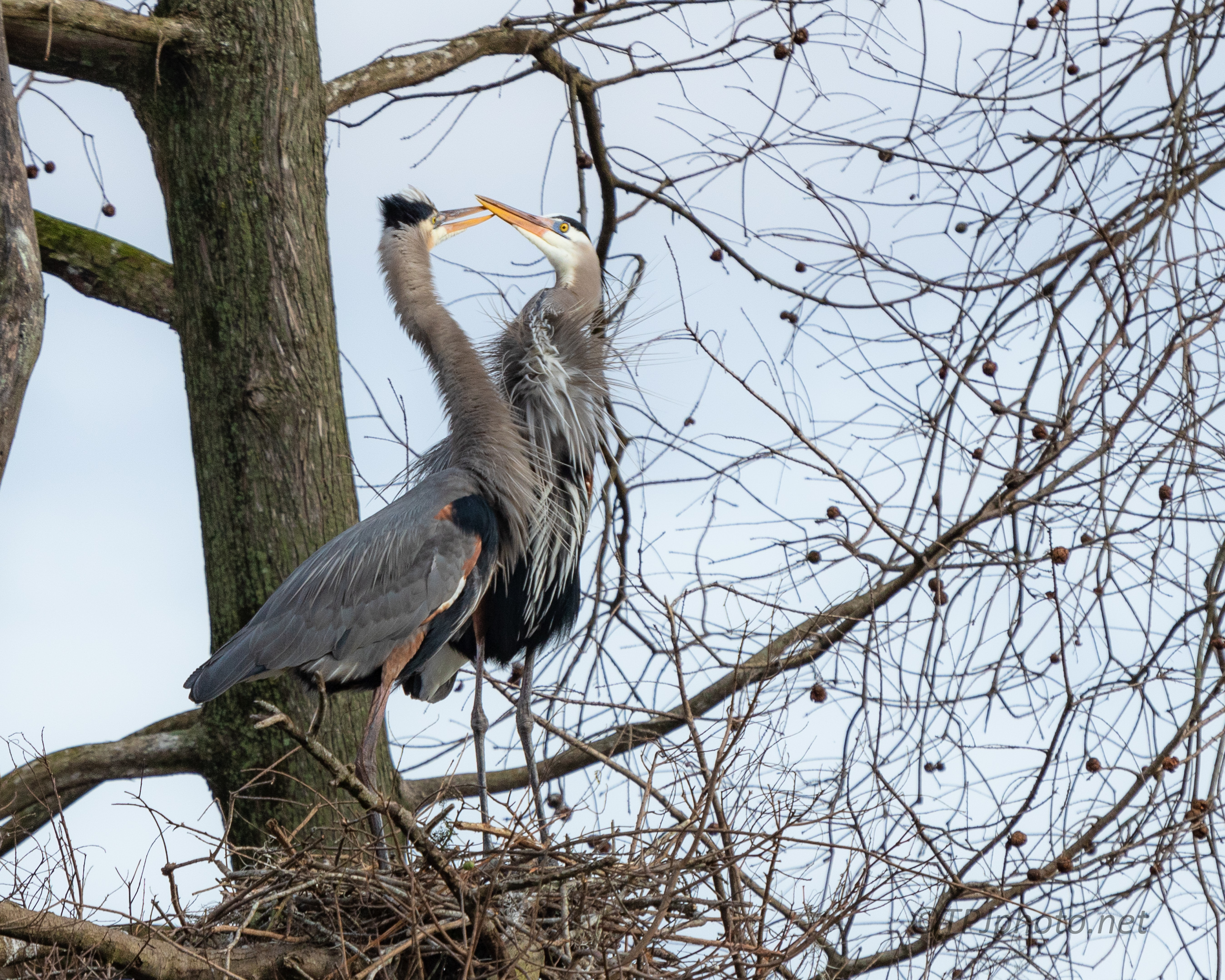 Getting Acquainted, Herons - click to enlarge