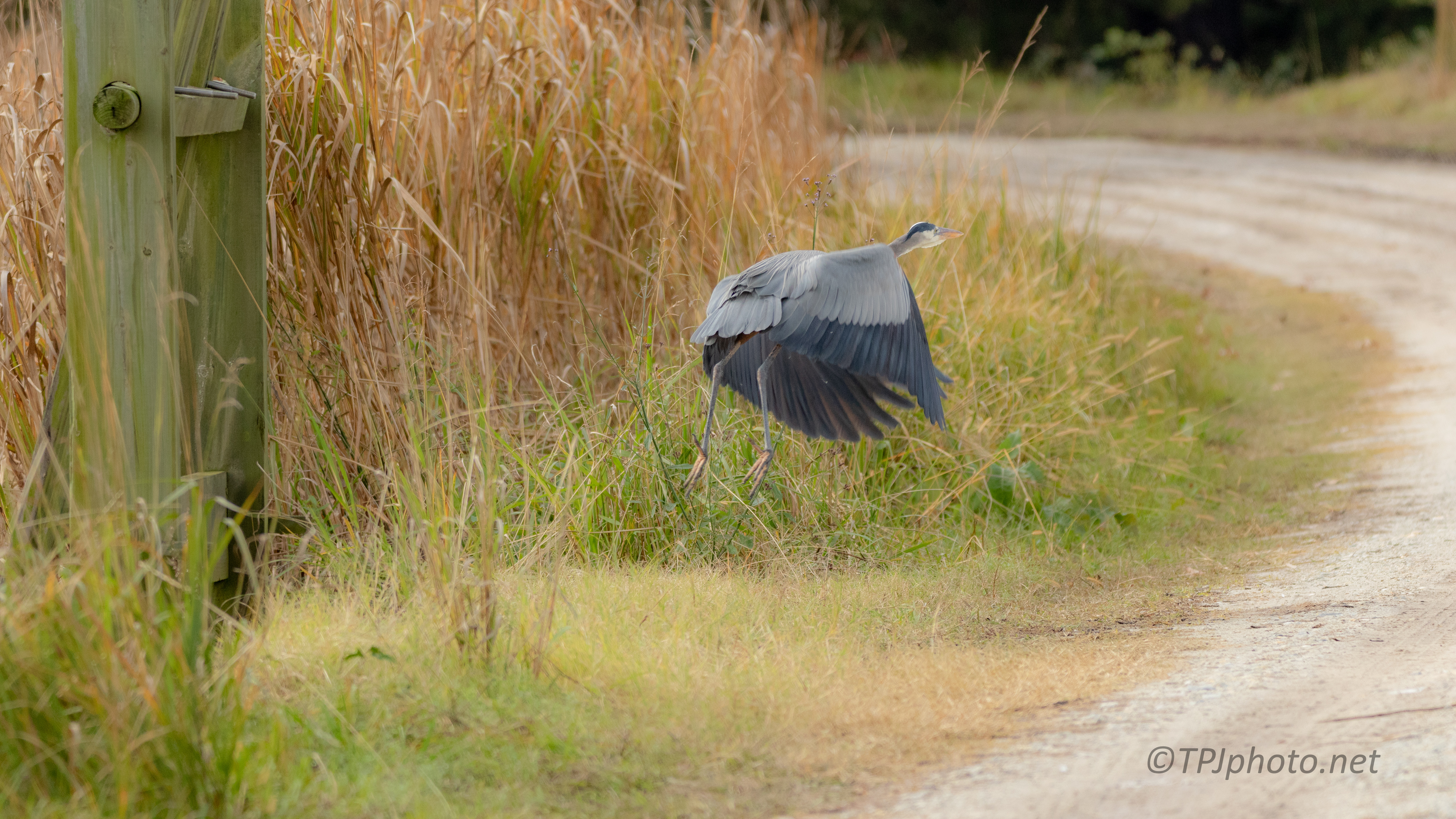 Great Blue Heron, Waited To See Where I Was Going - click to enlarge