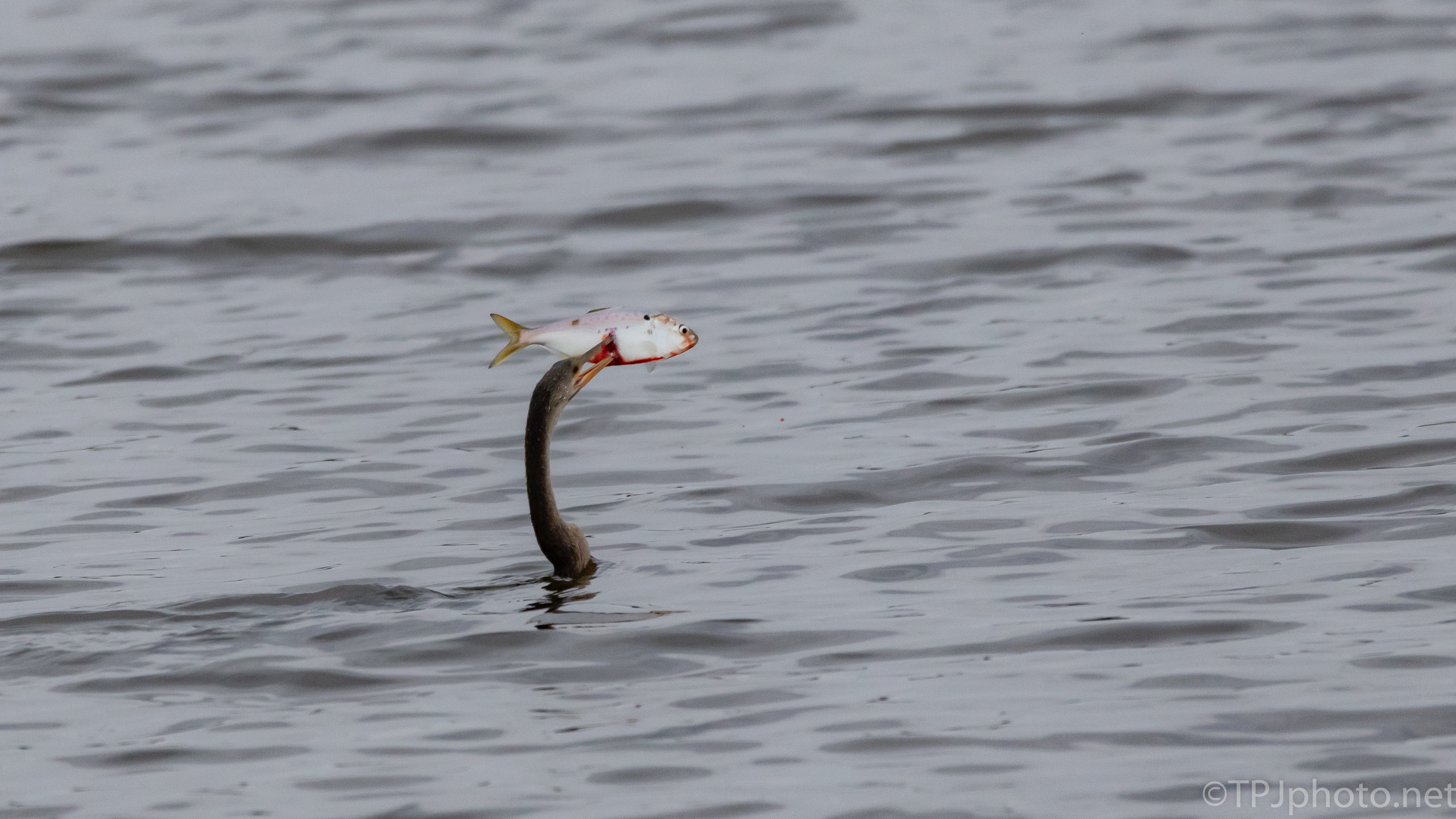 He Saw A Fish, Pelican, Anhinga - click to enlarge