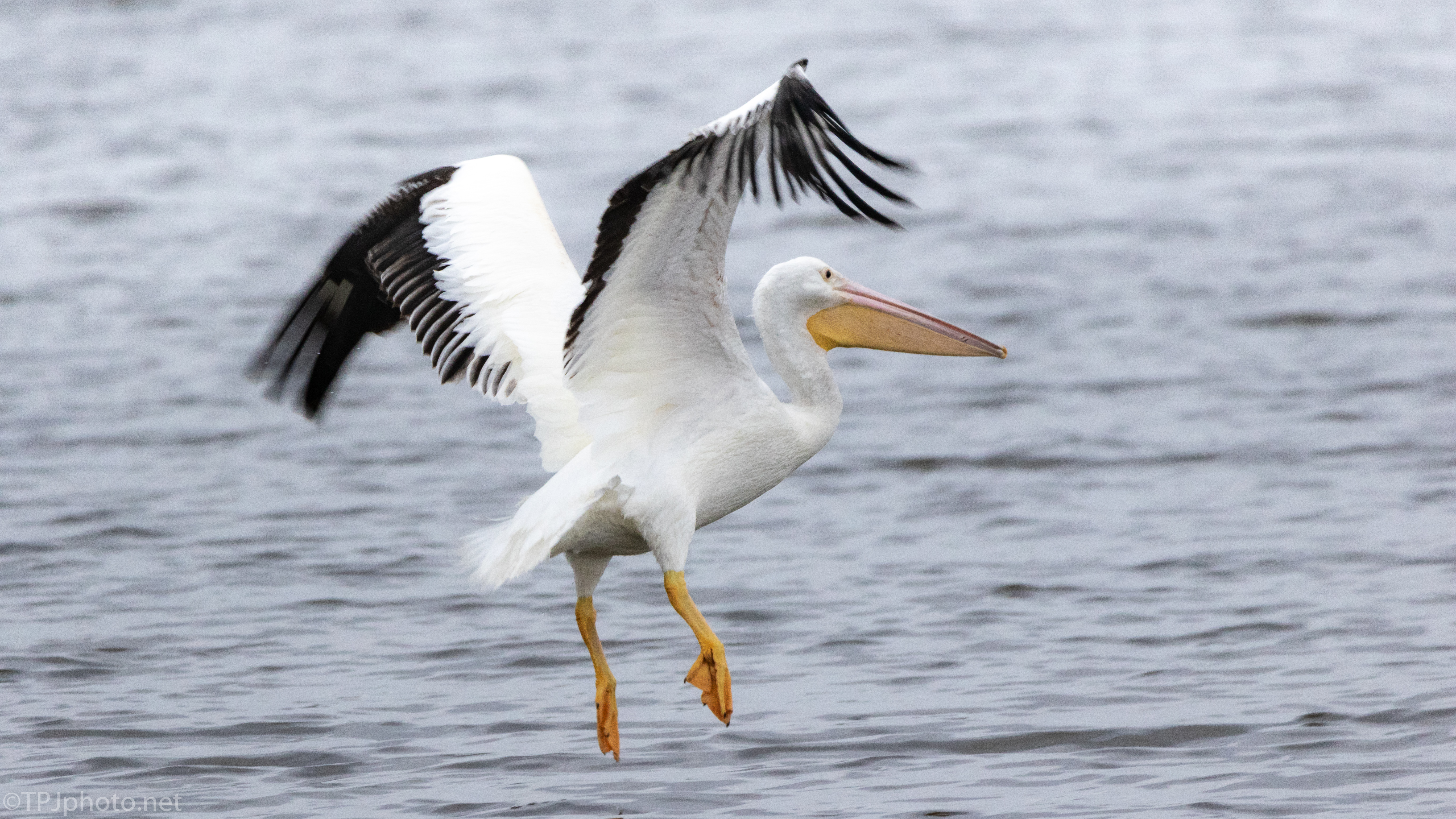 He Saw A Fish, Pelican, Anhinga - click to enlarge