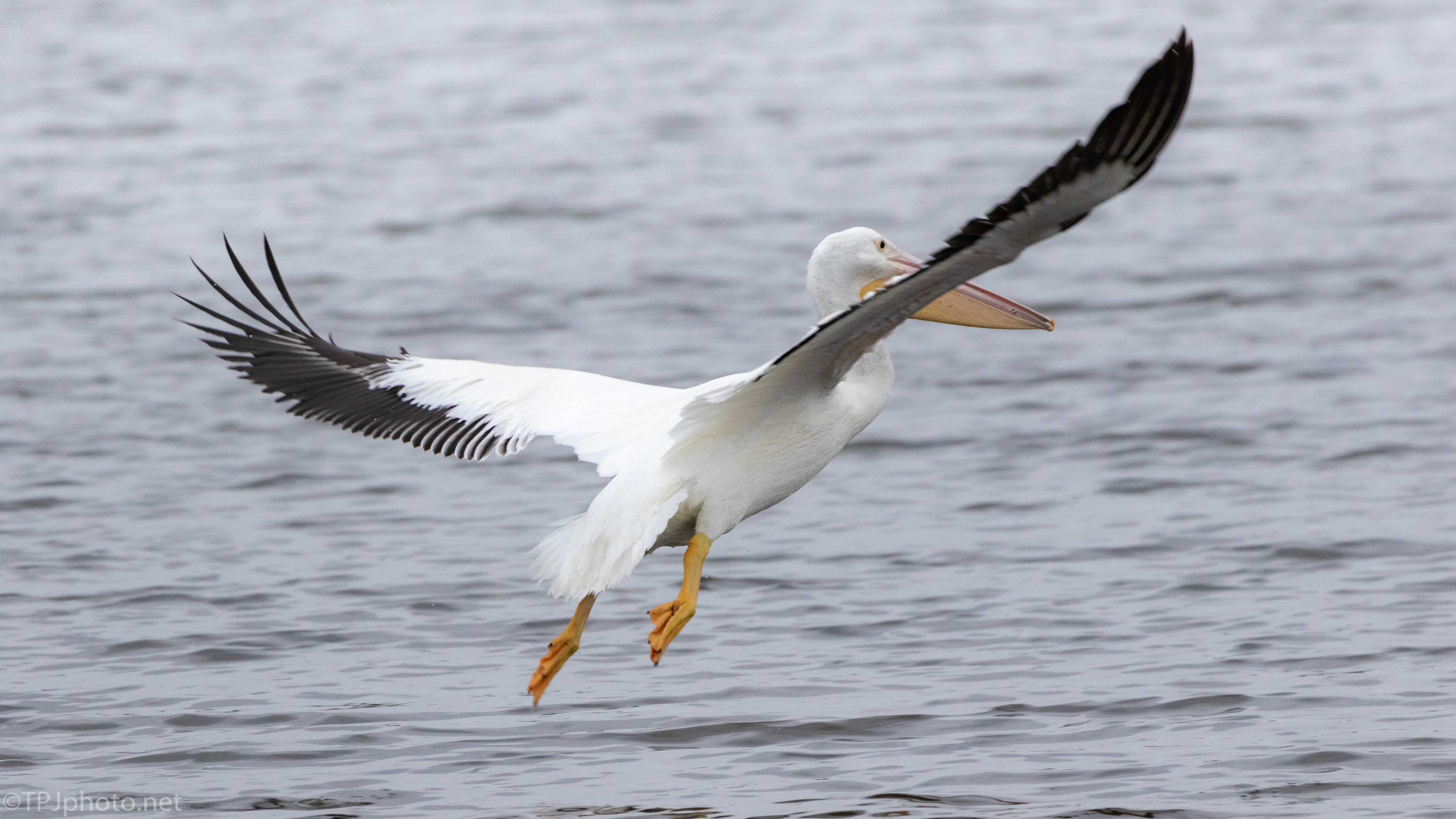 He Saw A Fish, Pelican, Anhinga - click to enlarge