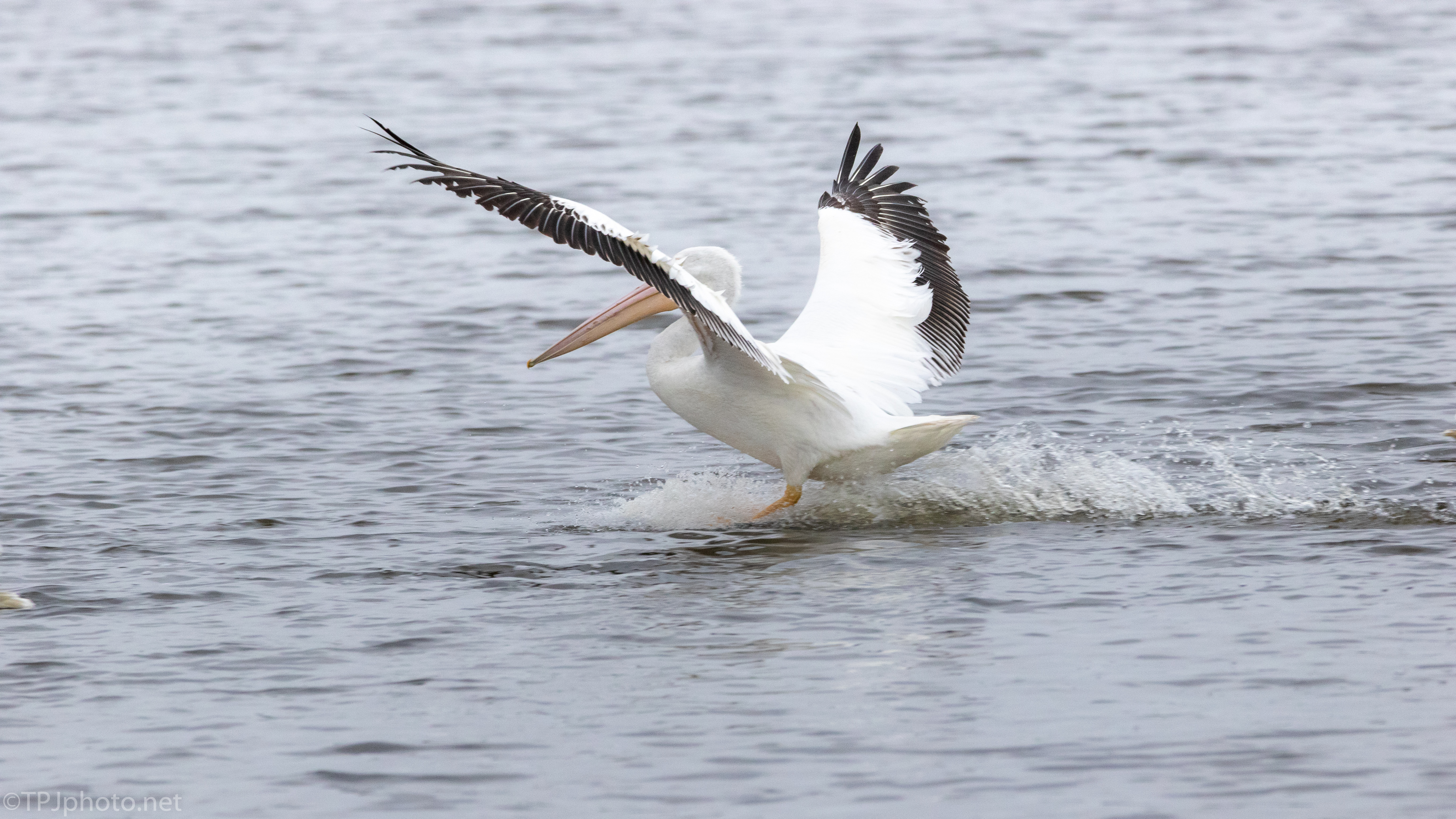 White Pelicans, A Series Of Images - click to enlarge