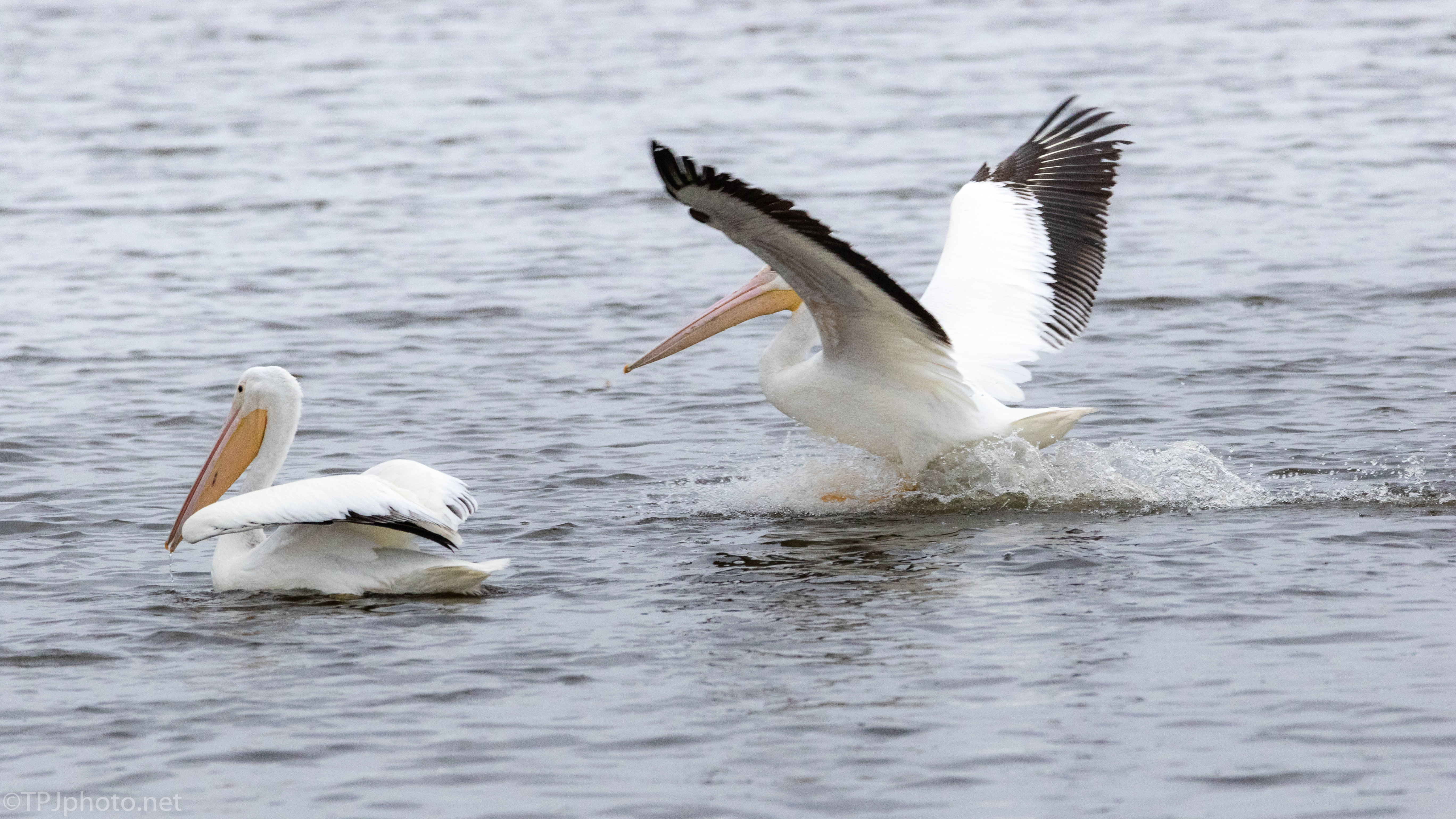 White Pelicans, A Series Of Images - click to enlarge