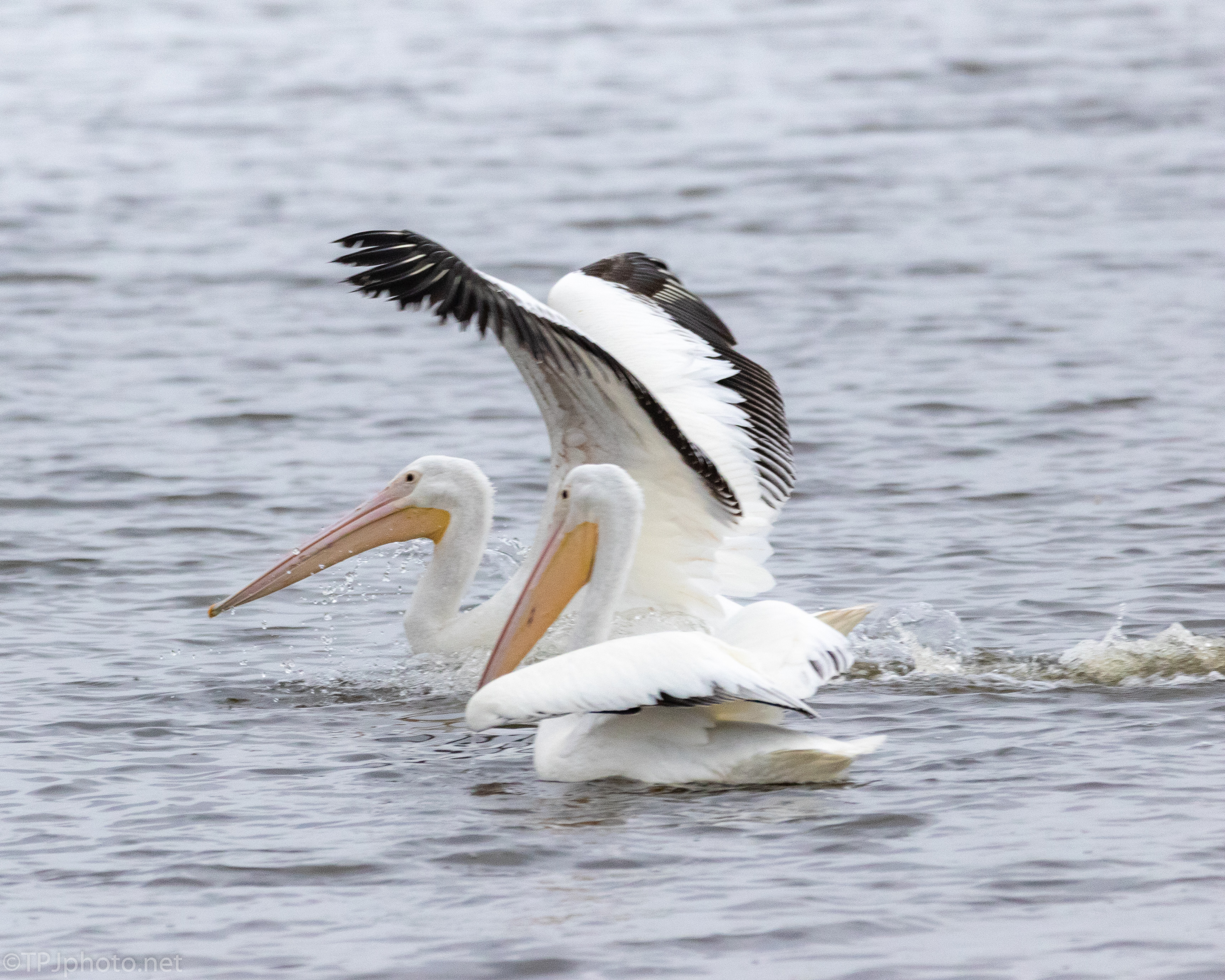 White Pelicans, A Series Of Images - click to enlarge