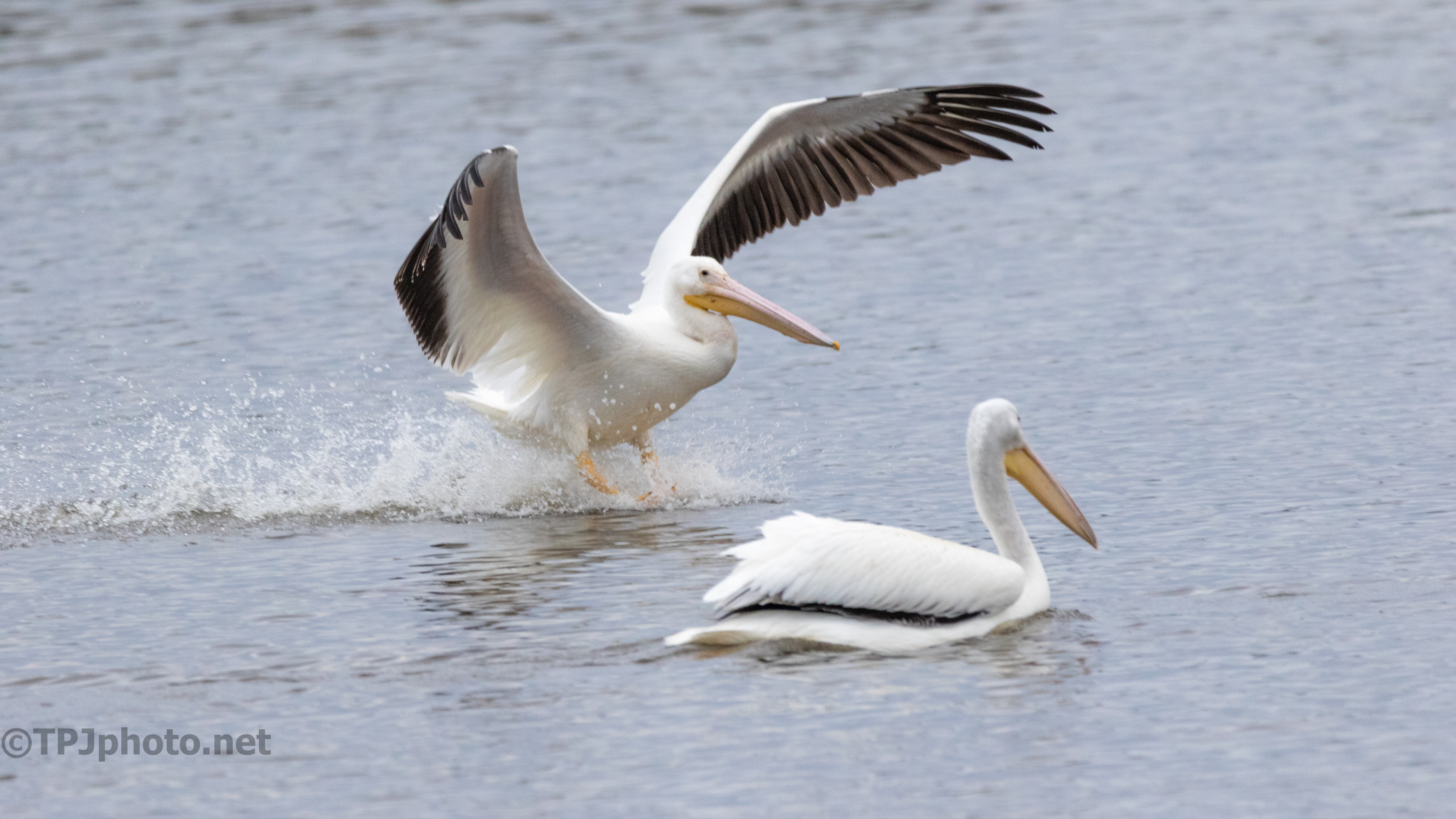 Sliding Into The Group, Pelican - click to enlarge