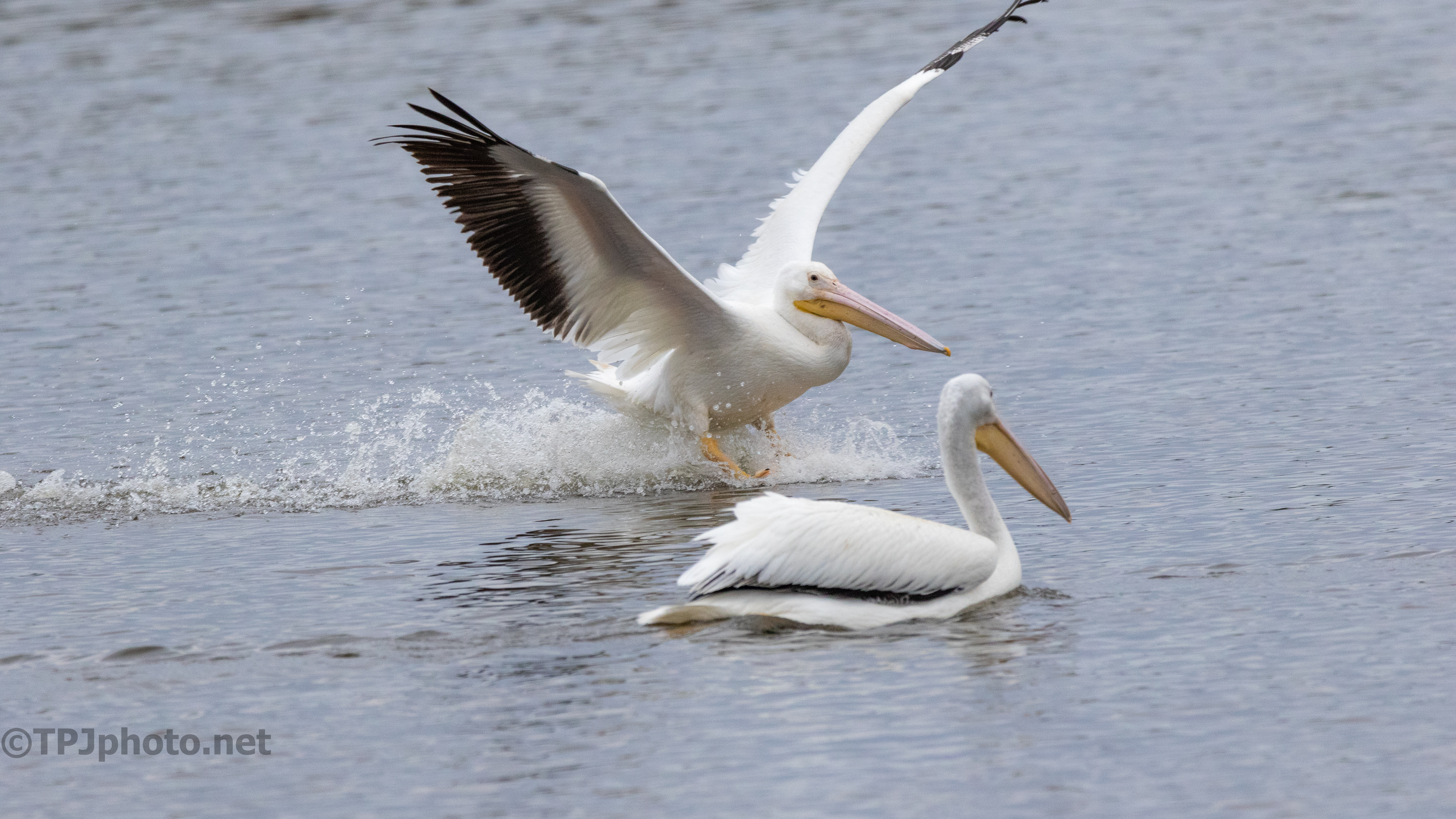 Sliding Into The Group, Pelican - click to enlarge