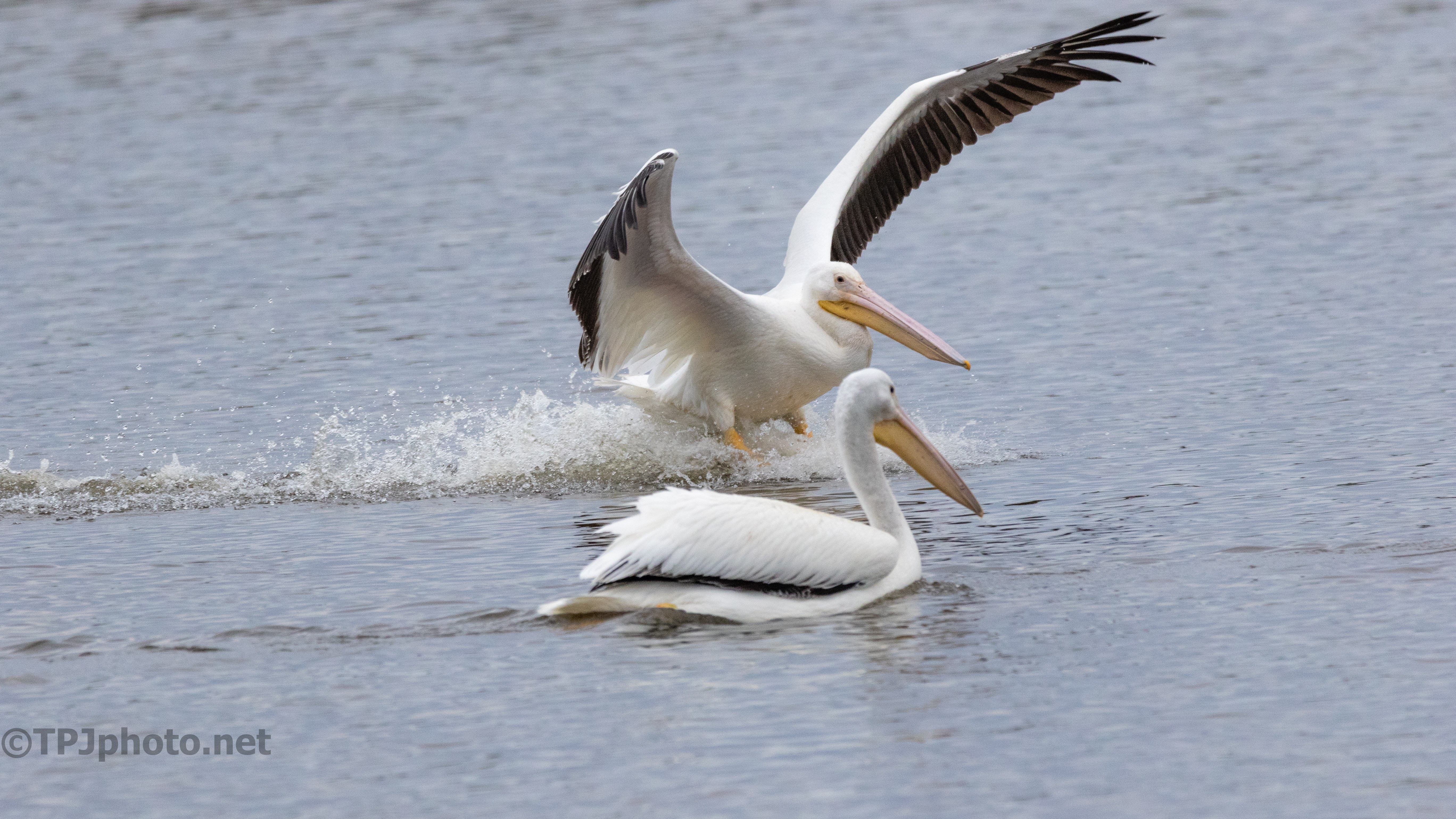Sliding Into The Group, Pelican - click to enlarge