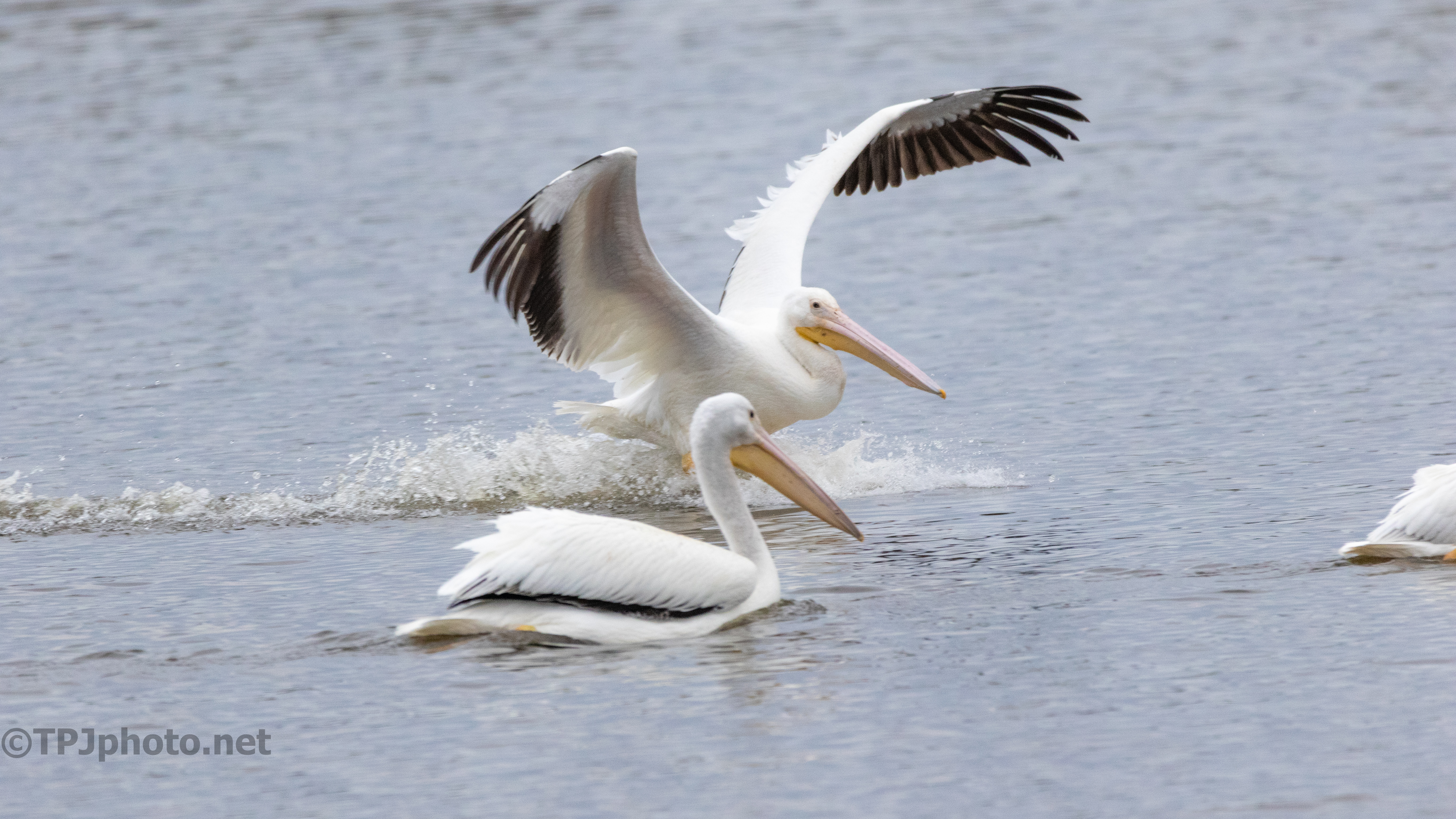 Sliding Into The Group, Pelican - click to enlarge